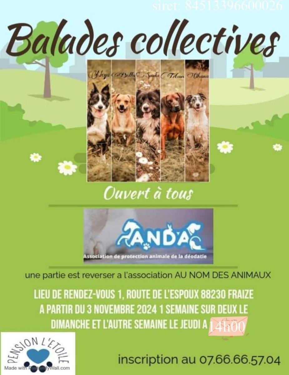 Balades collectives ( canines )