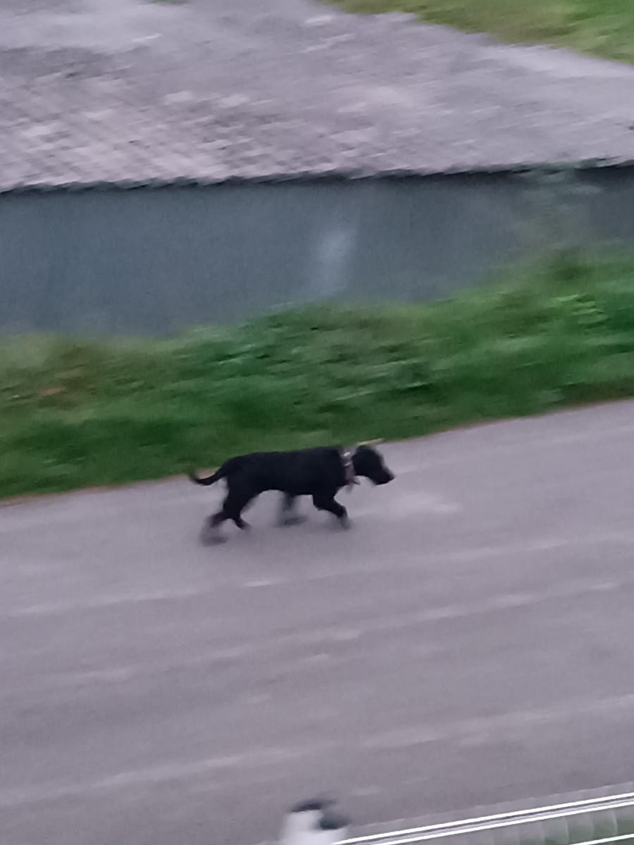 Chien de chasse noir perdu sur bas de Montcellier