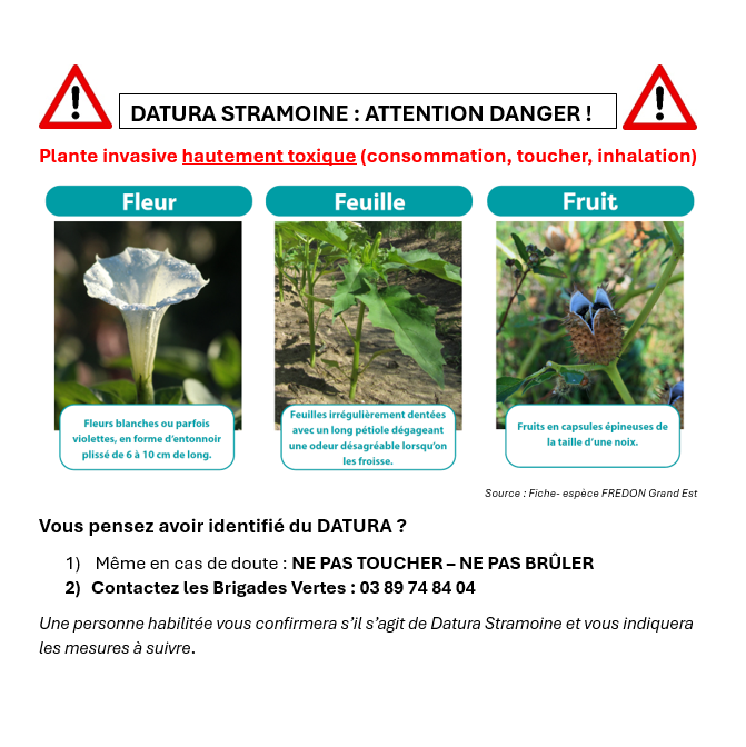 Plante toxique : datura stramoine