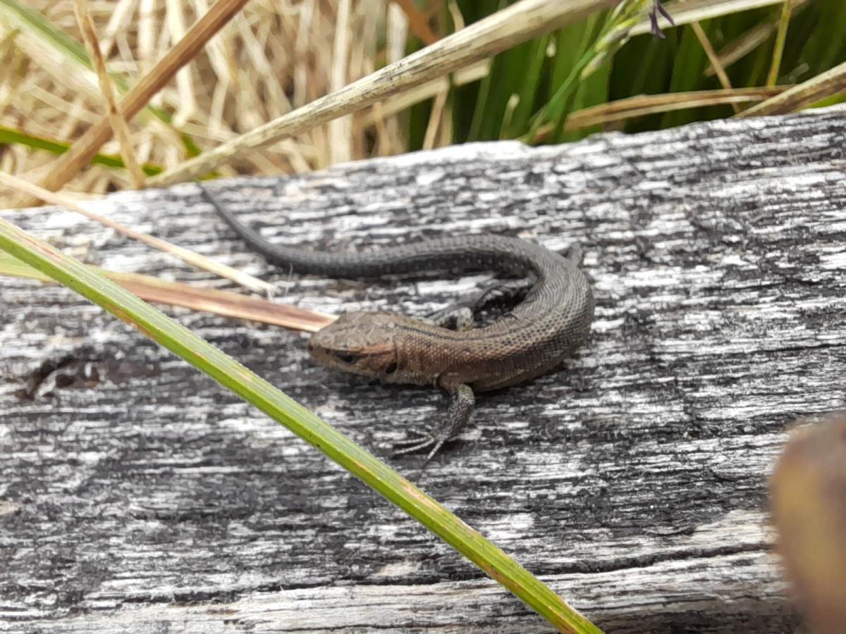 Sortie nature à la tourbière de Parigné ce mercredi !