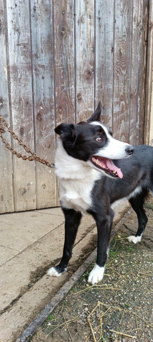 Trouvé chien noir et blanc