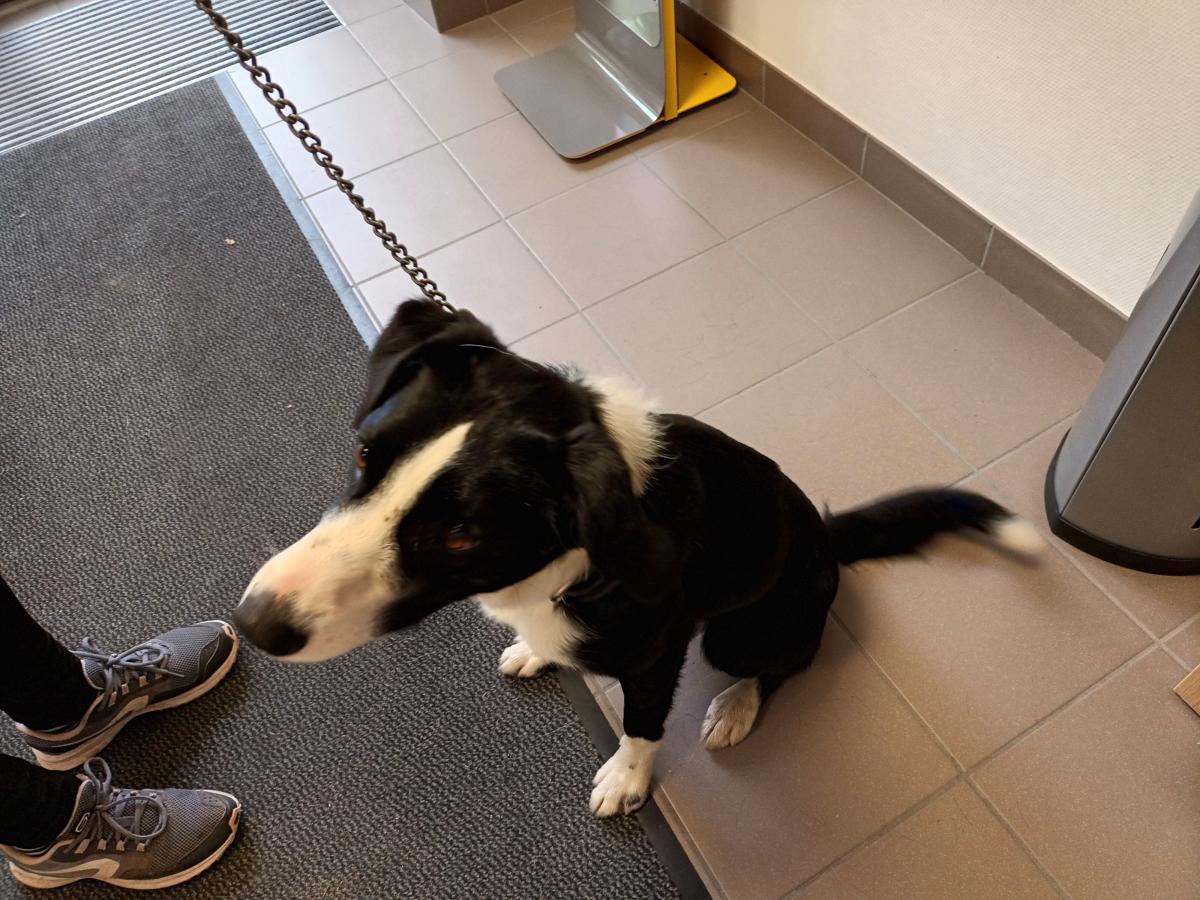 Trouvé Chien à St Pal de Chalencon