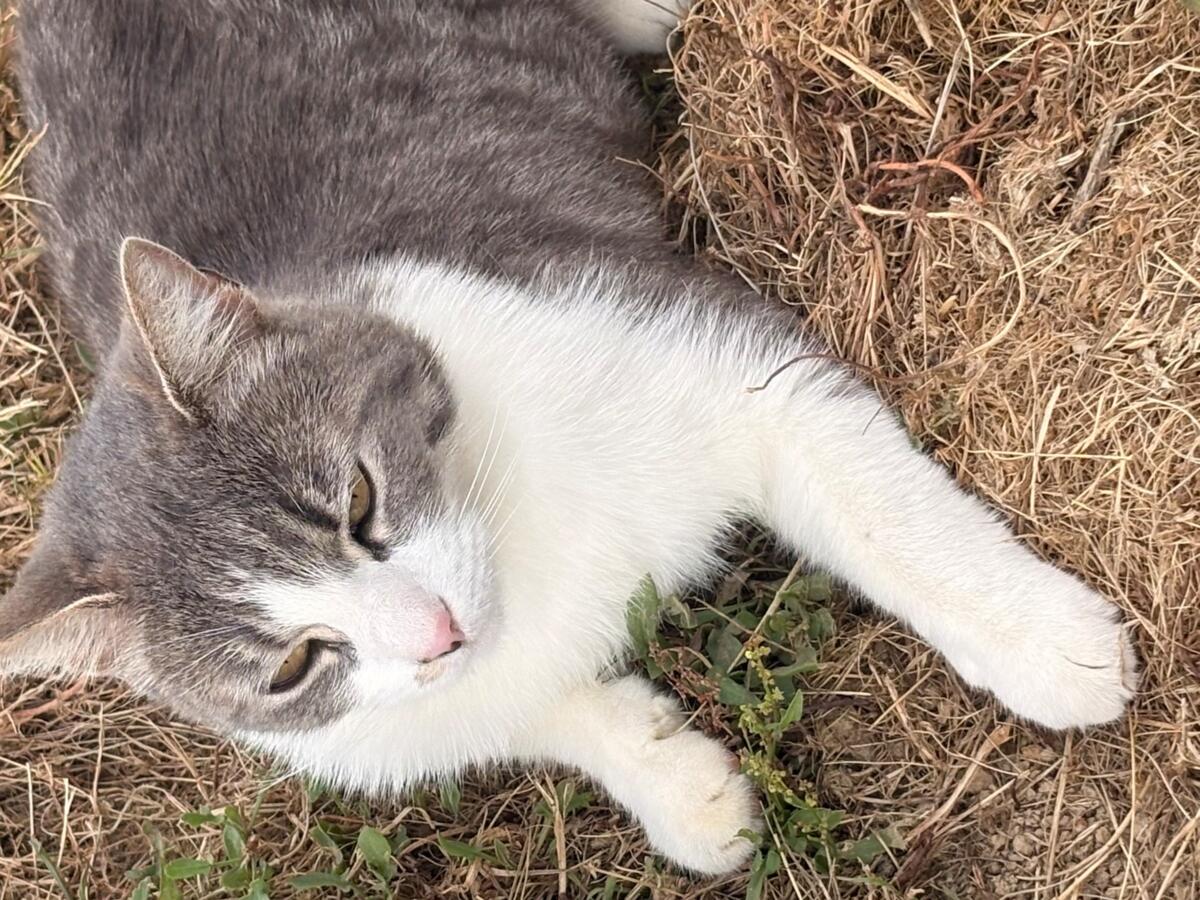 Chatte perdue