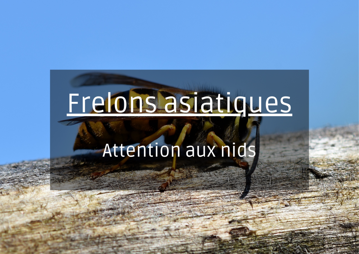 Attention aux nids de frelons ⚠️🐝