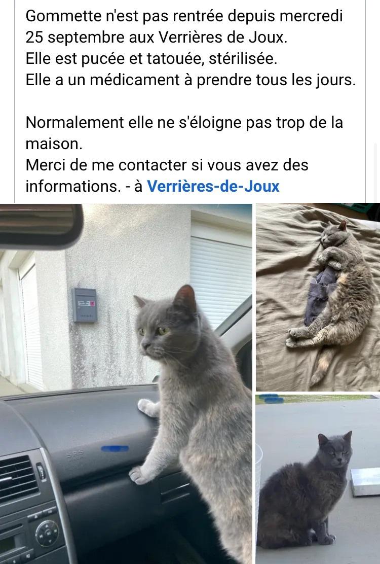 Chat perdu