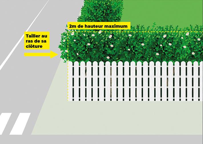 🌿 Taille des haies privatives🌳