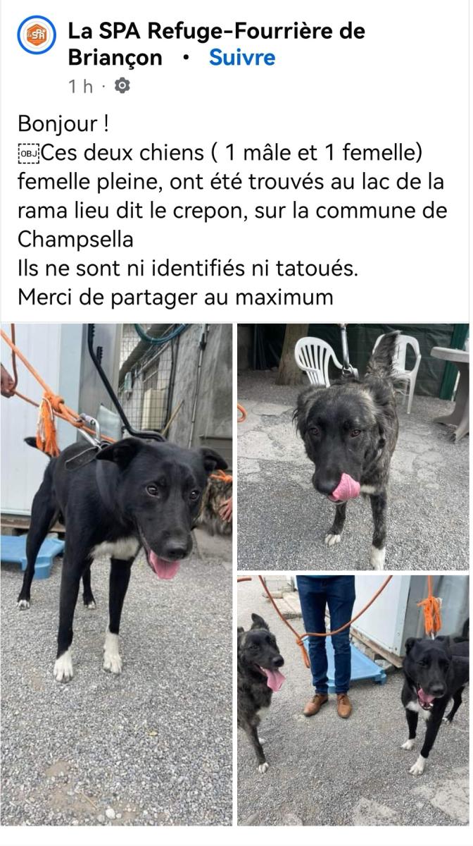 Chiens trouvés sur la Commune de Champcella