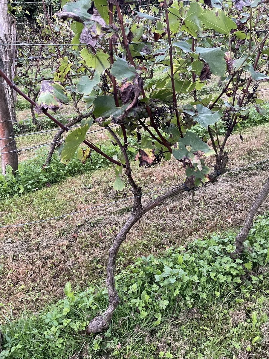 Un jour, une asso 🍇 LES COMPAGNONS DES VIGNES