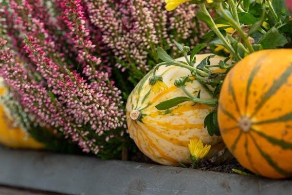 Troc Plantes Dimanche 6 Octobre 2024