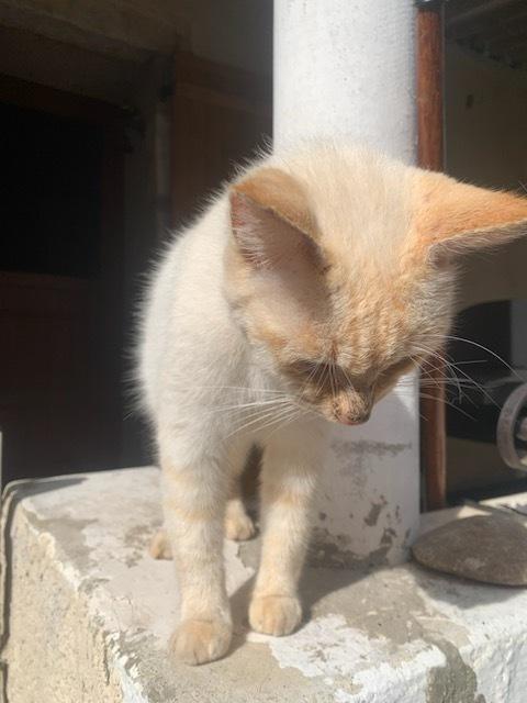 Chat trouvé - quartier Mas Herm PEYREMALE