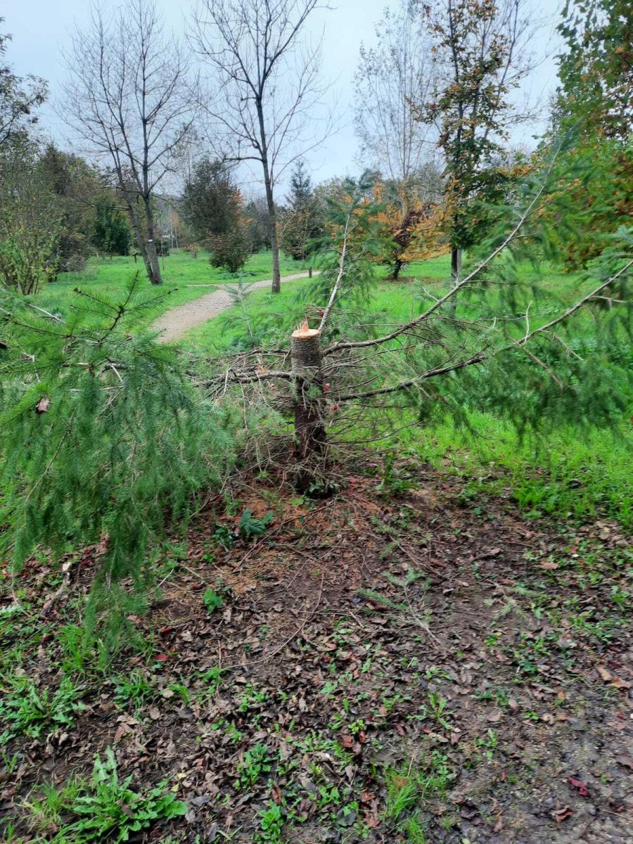 VOL SAPIN ARBORETUM