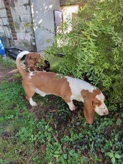 Chien trouvé vers la rue Jubert et la rue Général de Gaulle