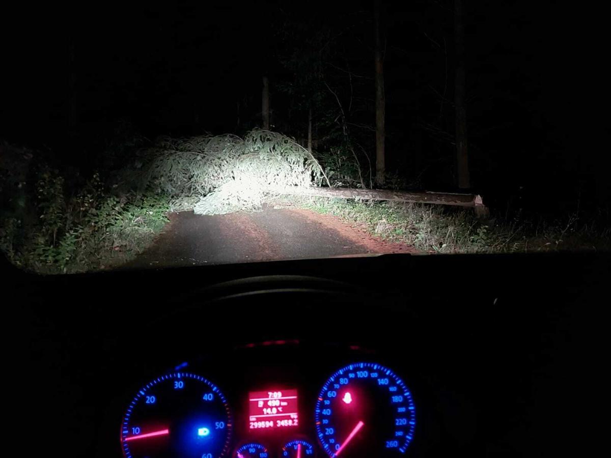 Arbre sur la route allée du chateau