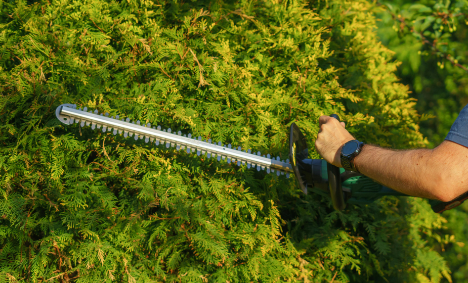 Jardinage : des règles pour un voisinage serein ! 🌿