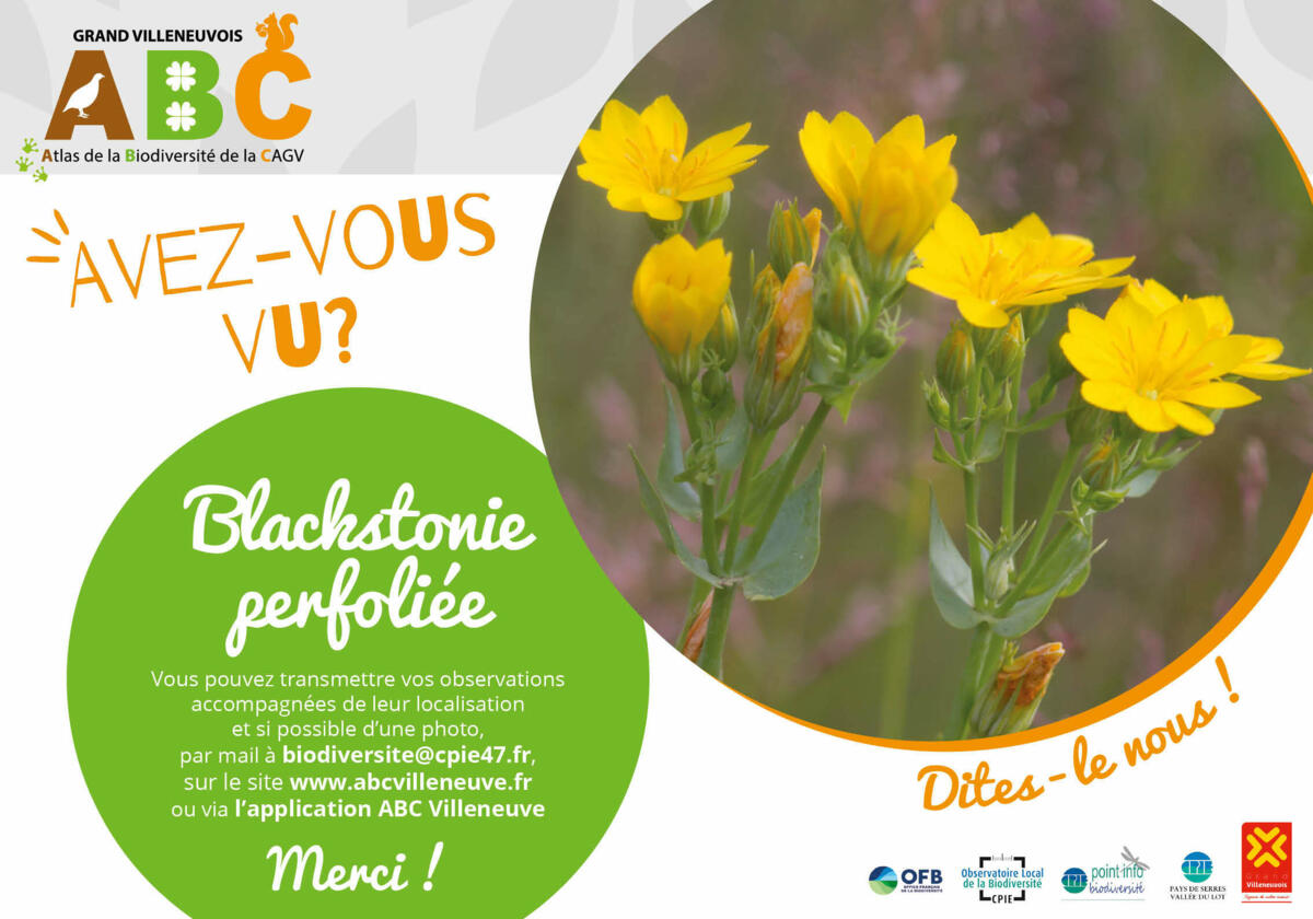 Mobilisation citoyenne sur notre commune "Avez-vous vu...?"