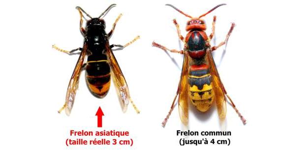 Signalement Nid de Frelons Asiatiques 🐝