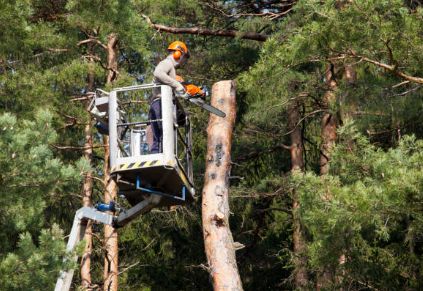 Travaux d'élagage et d'abattage d'arbres