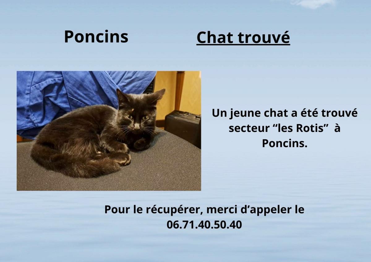 Chat trouvé