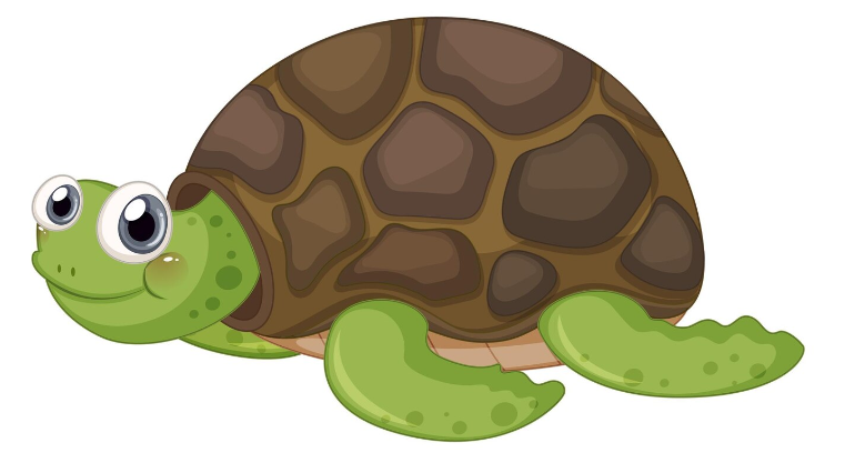 Trouvée Tortue ? (1/1)