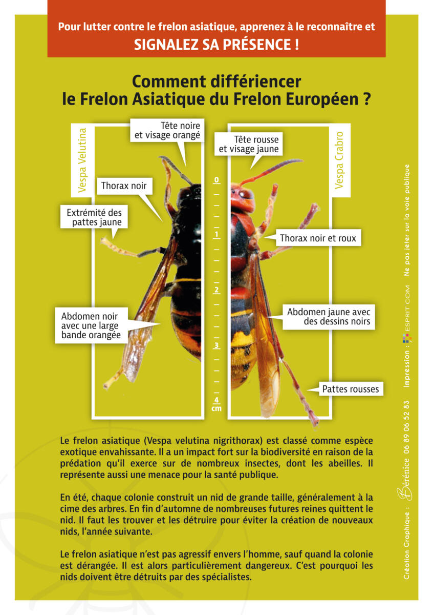 Info frelon asiatique