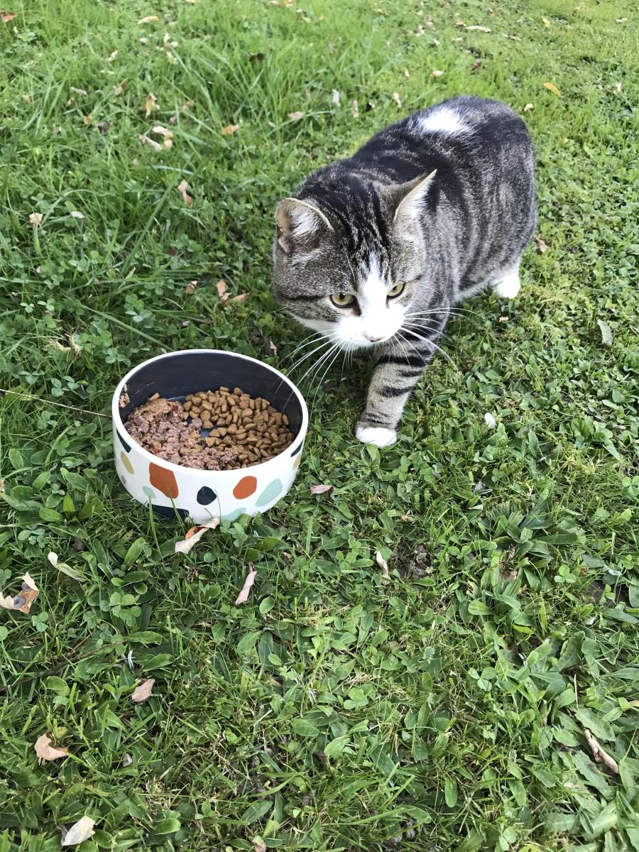 Jeune chat trouvé à Routelle