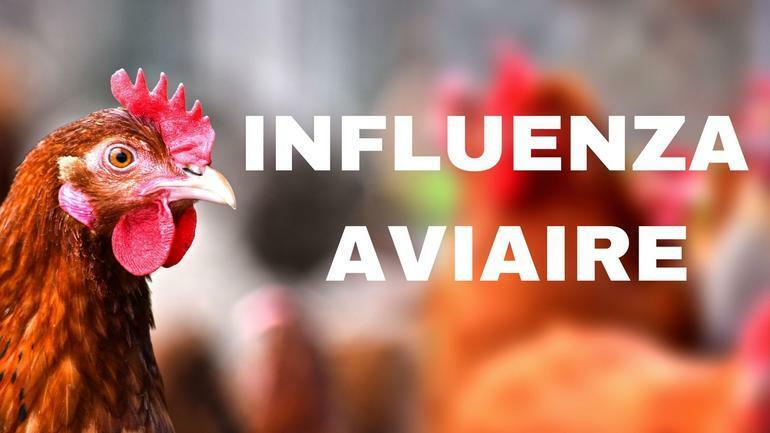 INFLUENZA AVIAIRE hautement pathogène