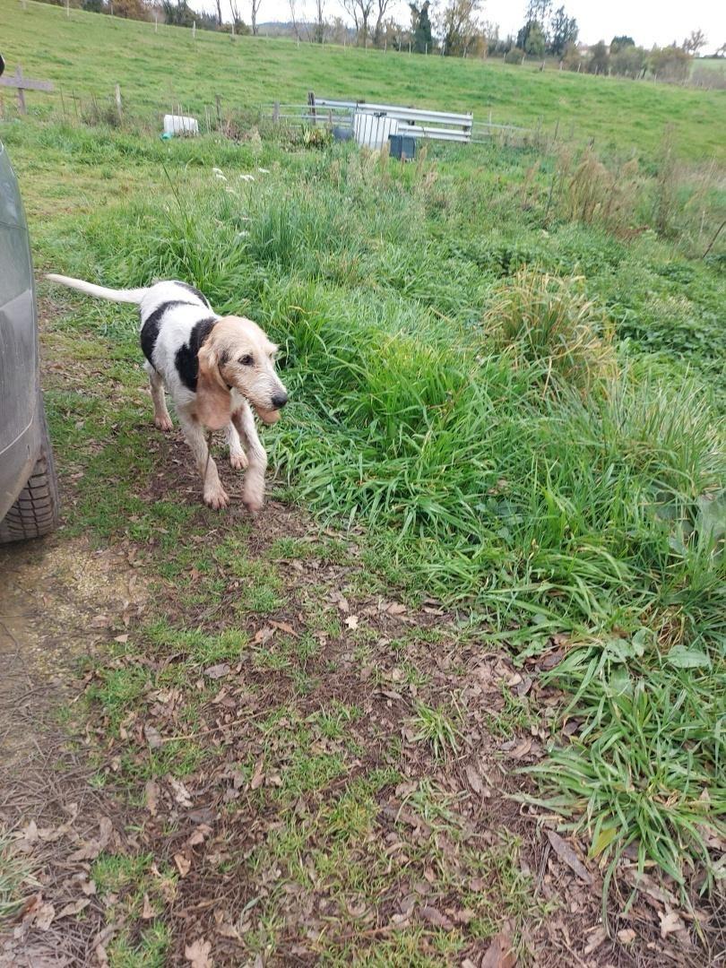 Chien trouvé