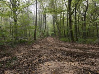 Forêt communale dégradée : prudence