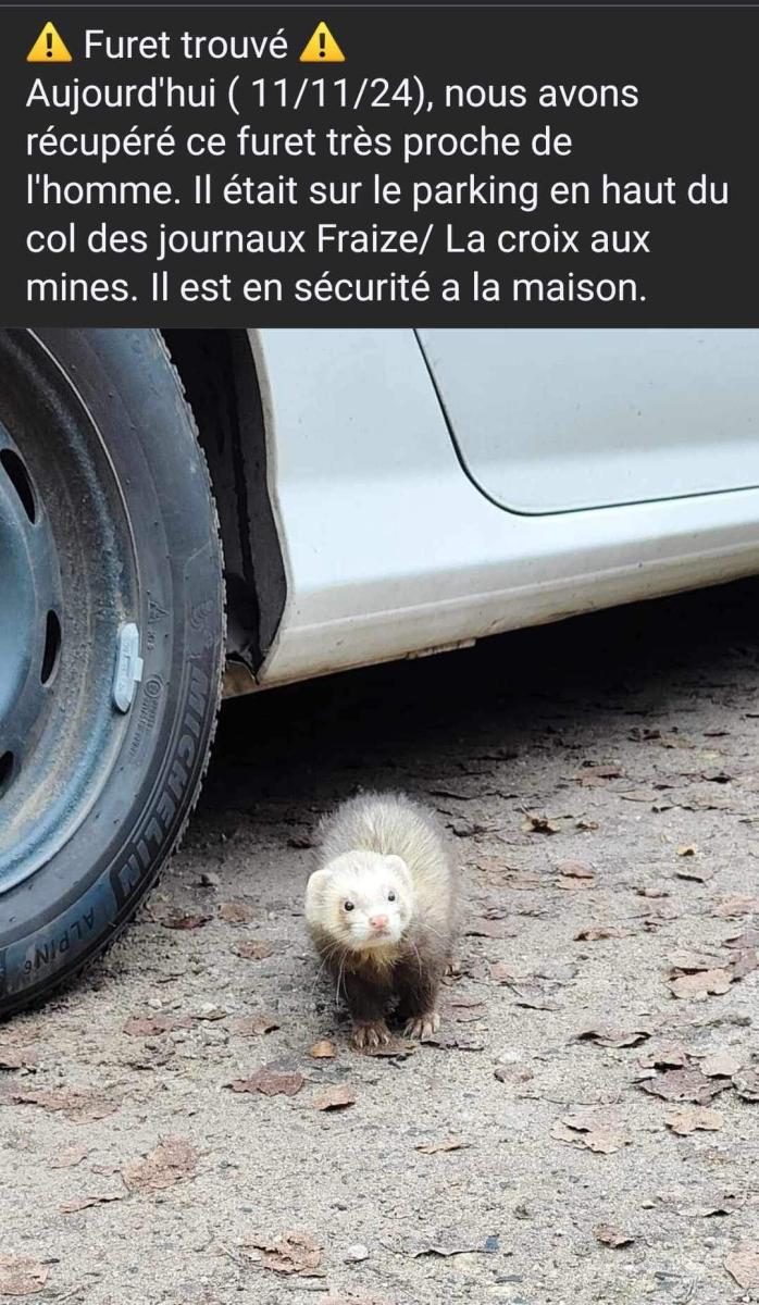 Furet trouvé au col de Mandray