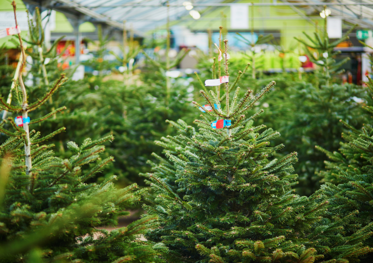 Vente de sapins de Noël 🎄