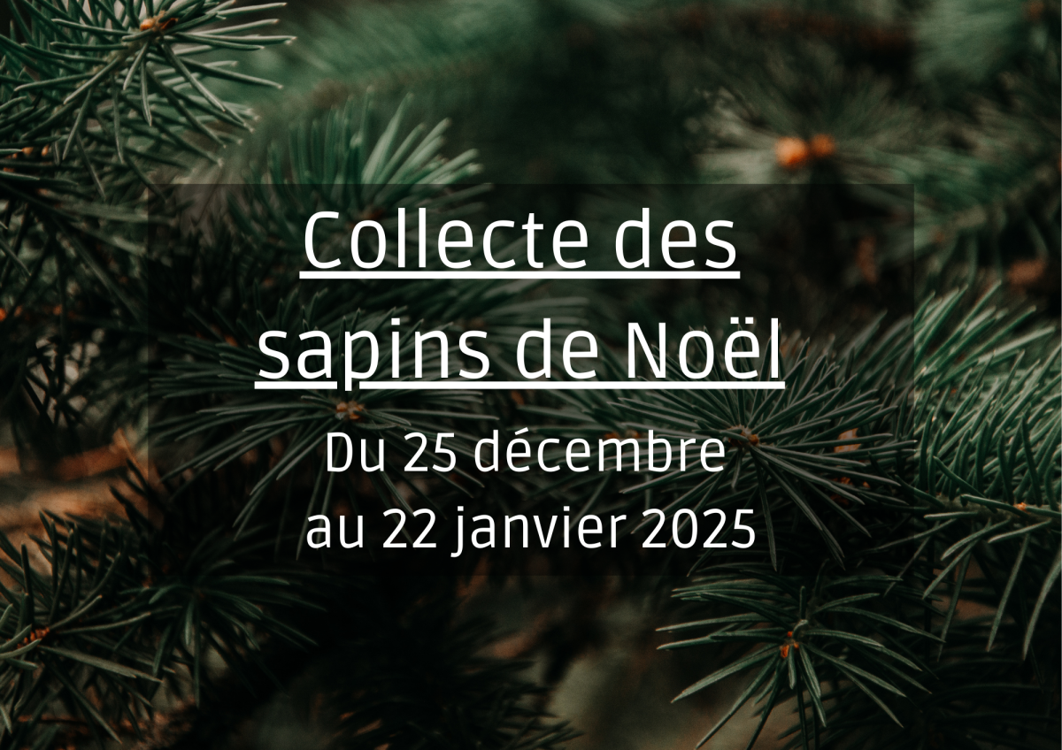 Collecte des sapins de Noël 🎄