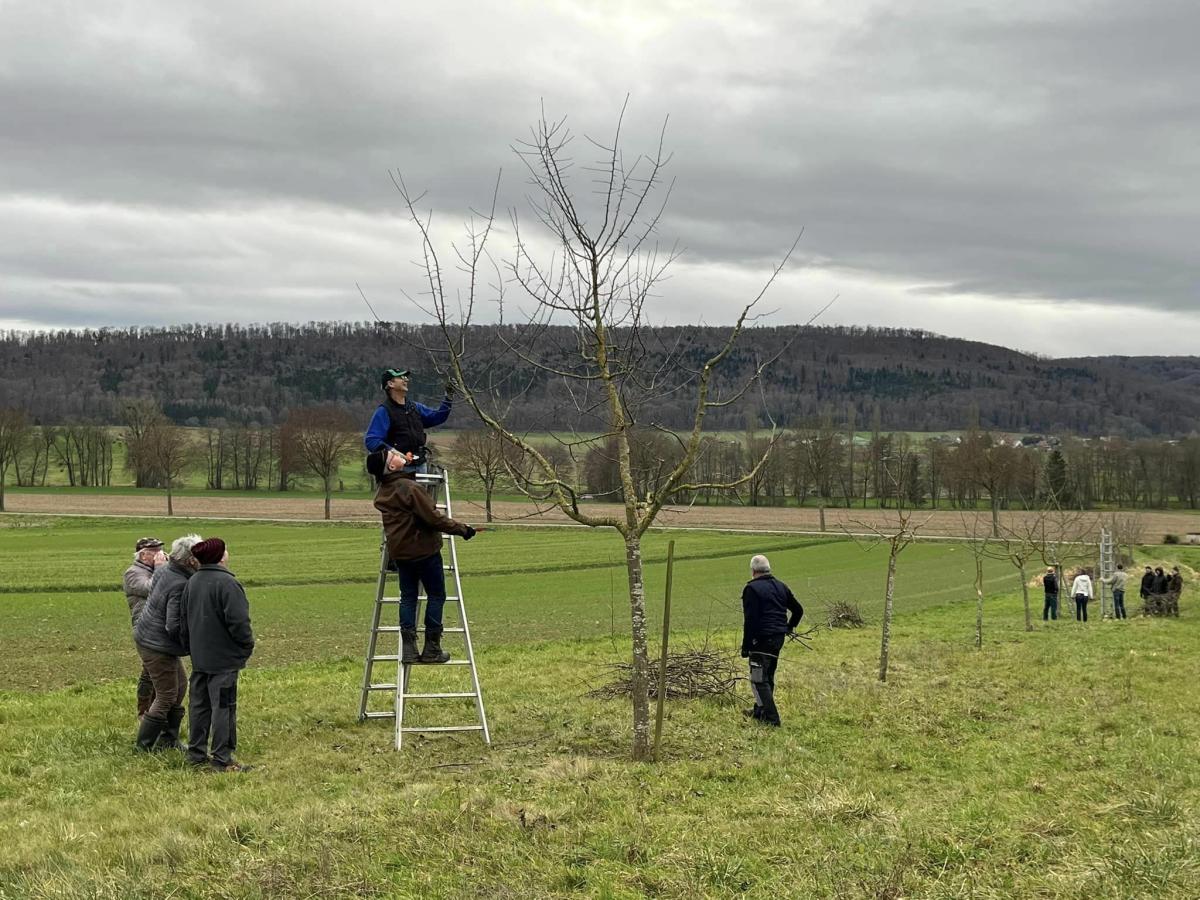 Cours de Taille au verger communal🌳🍏🍒🍐🍎✂️