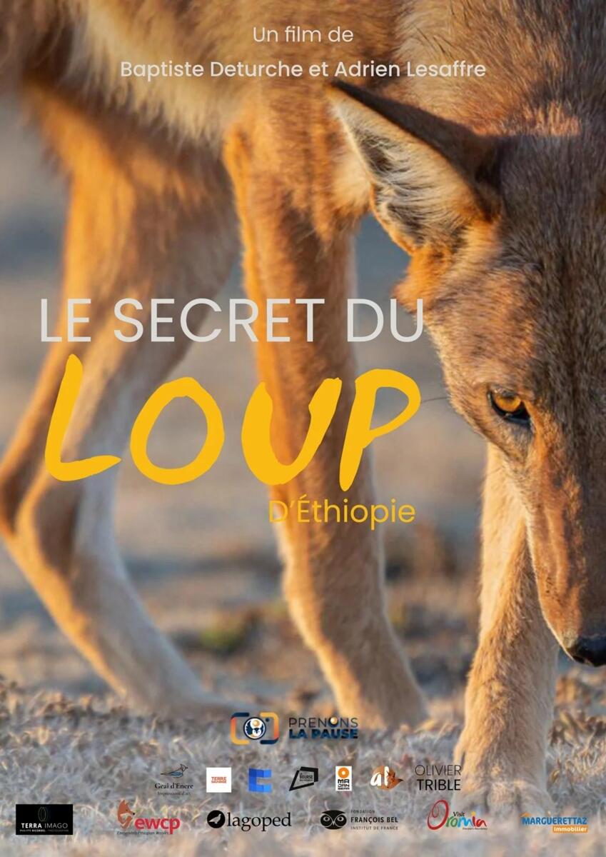 Projection : "Le secret du Loup d'Ethiopie"
