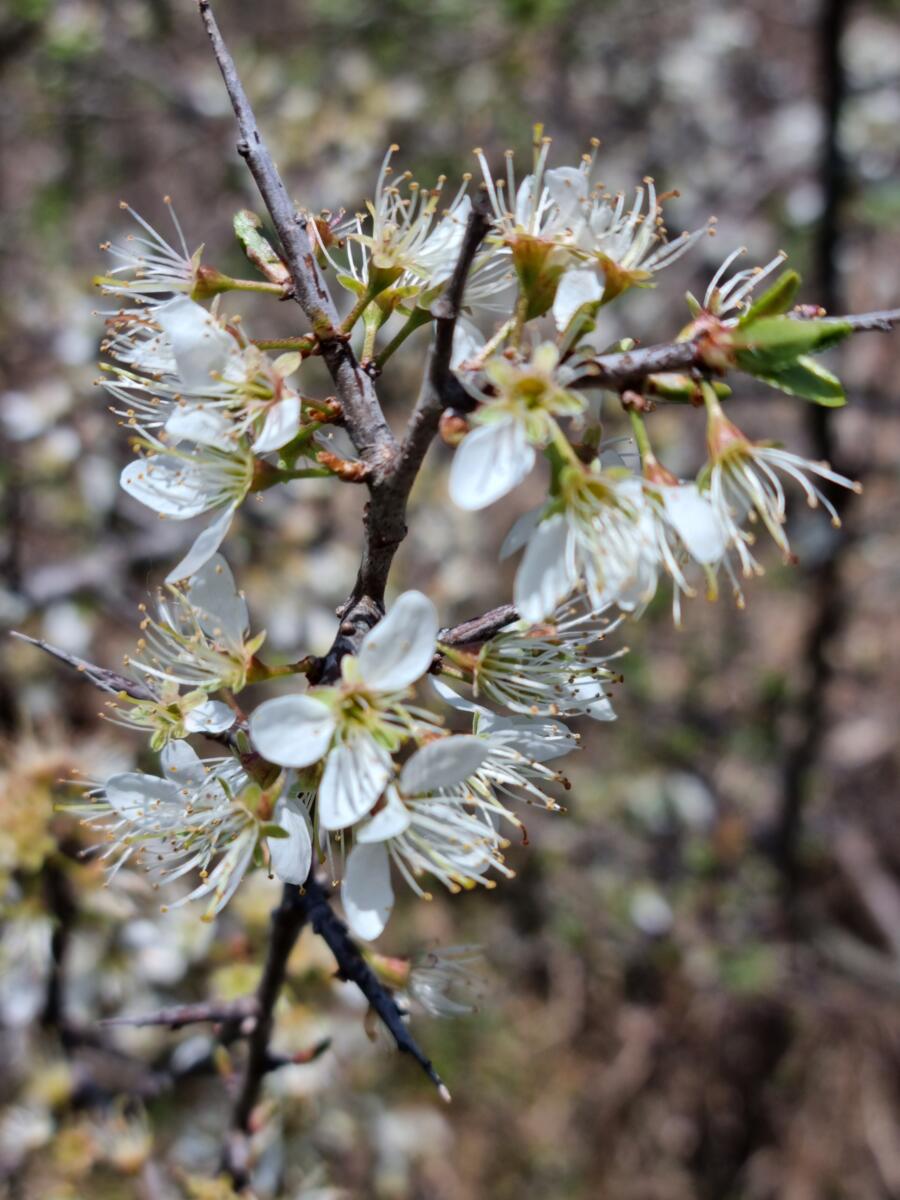 prière Lourdes Cancer Espérance