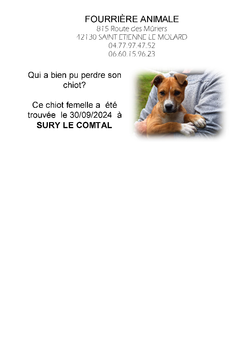 Chiot trouvé