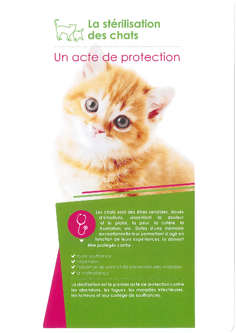 La stérilisation des chats