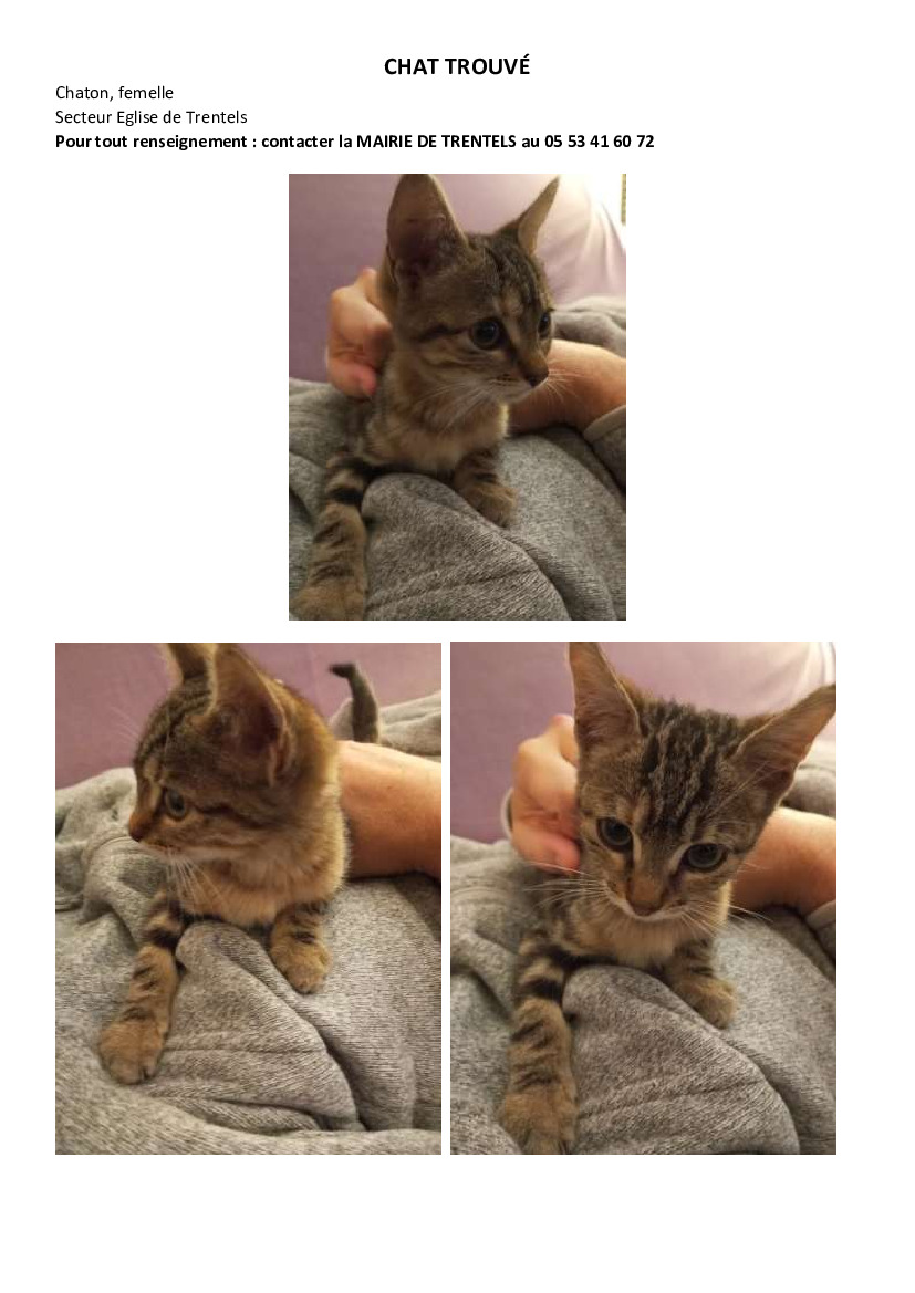 TRENTELS : trouvé chaton femelle