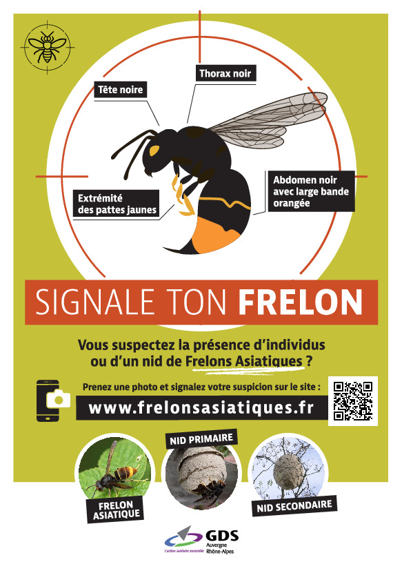 Frelon asiatique: pour une lutte efficace