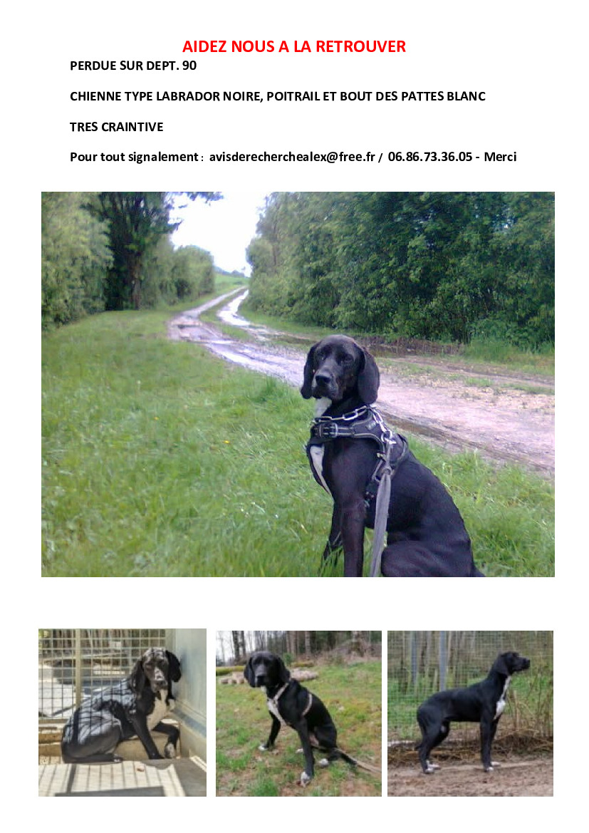 Recherche chienne noire de type Labrador :