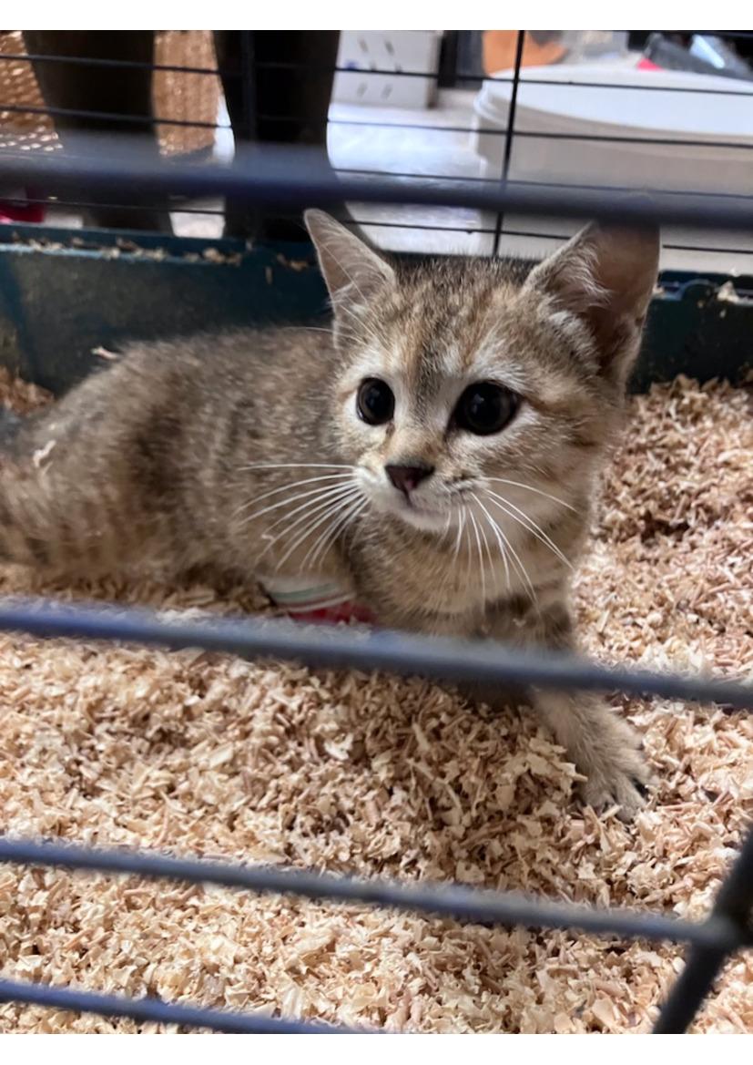 Chaton abandonné :