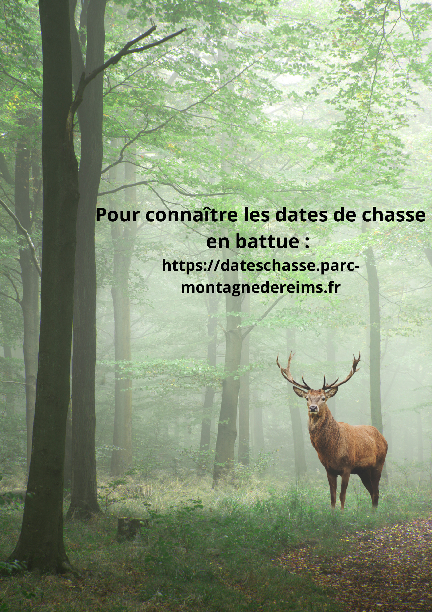 Pour connaître les dates de chasse en battue