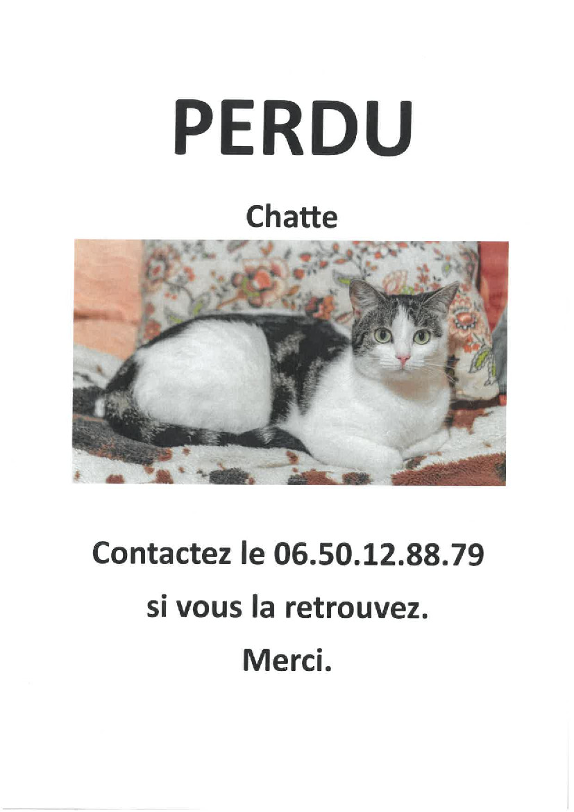 CHAT PERDU