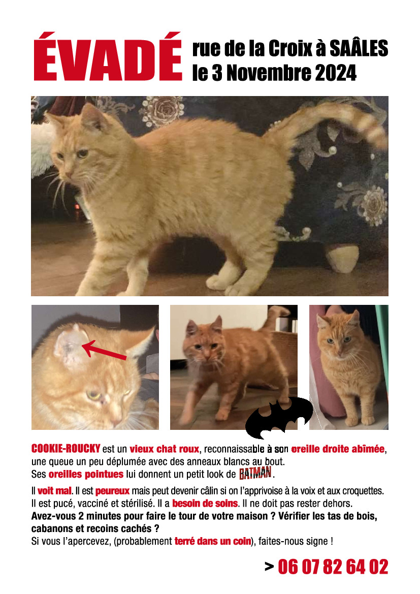 Avis de recherche - chat perdu - rue de la Croix