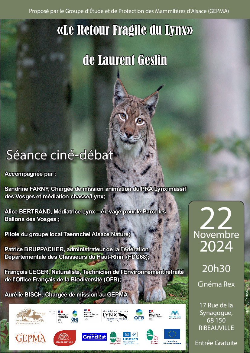 Le retour fragile du Lynx