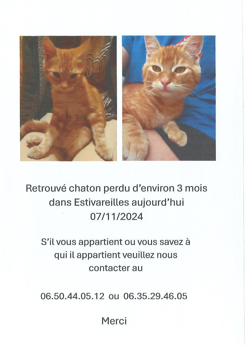 Chaton trouvé