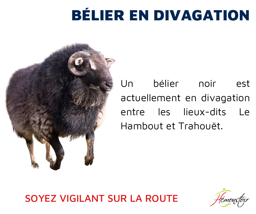 🐏 Bélier en divagation