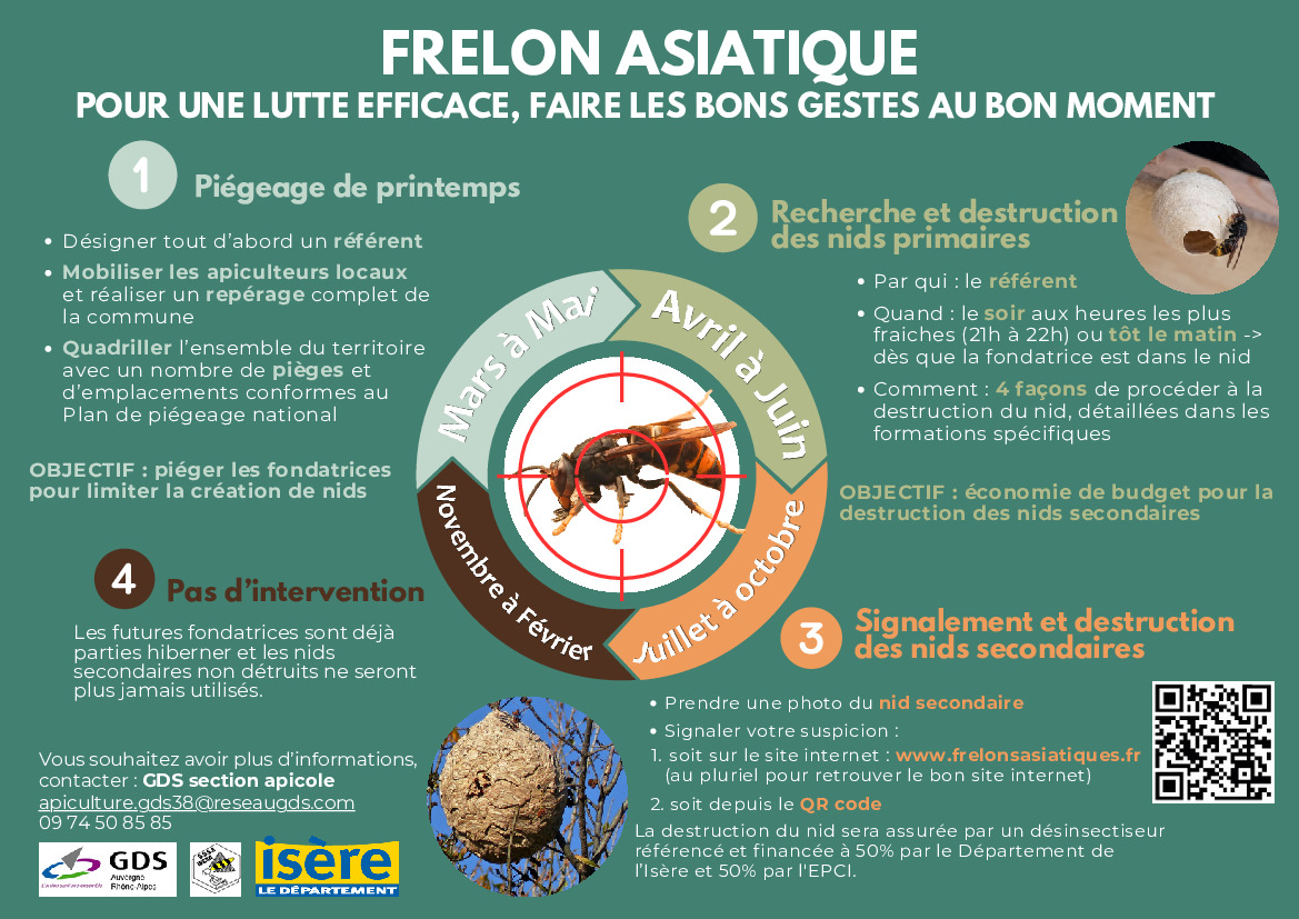 FRELON ASIATIQUE - pour une lutte efficace