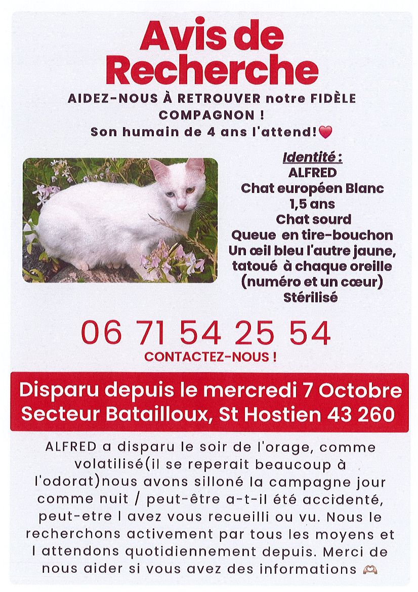 Chat perdu _ secteur Batailloux